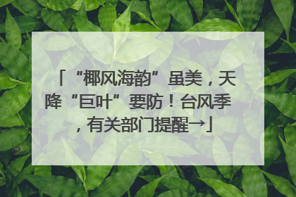 “椰风海韵”虽美，天降“巨叶”要防！台风季，有关部门提醒→