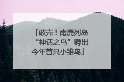 破壳！南麂列岛“神话之鸟”孵出今年首只小雏鸟