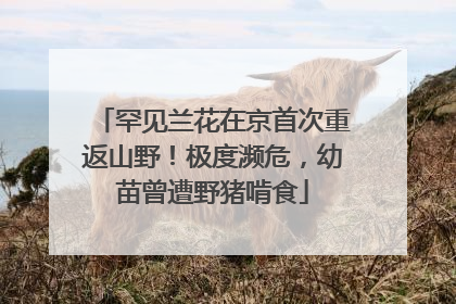 罕见兰花在京首次重返山野！极度濒危，幼苗曾遭野猪啃食