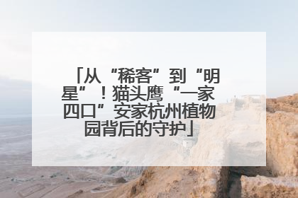 从“稀客”到“明星”！猫头鹰“一家四口”安家杭州植物园背后的守护