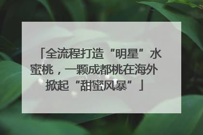 全流程打造“明星”水蜜桃，一颗成都桃在海外掀起“甜蜜风暴”