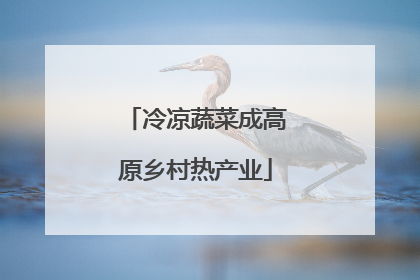 冷凉蔬菜成高原乡村热产业