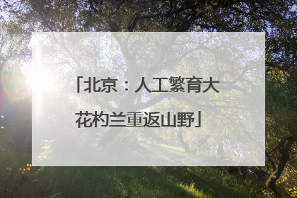 北京：人工繁育大花杓兰重返山野