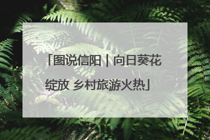 图说信阳｜向日葵花绽放 乡村旅游火热