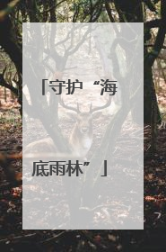 守护“海底雨林”