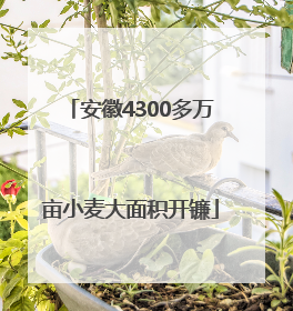 安徽4300多万亩小麦大面积开镰