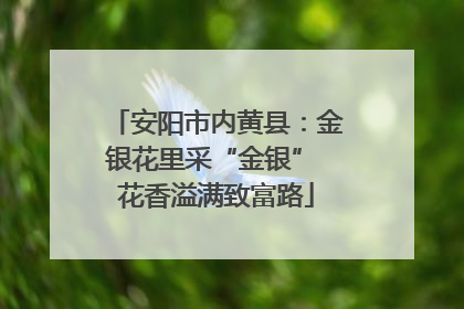 安阳市内黄县：金银花里采“金银” 花香溢满致富路