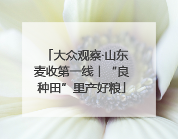 大众观察·山东麦收第一线丨“良种田”里产好粮