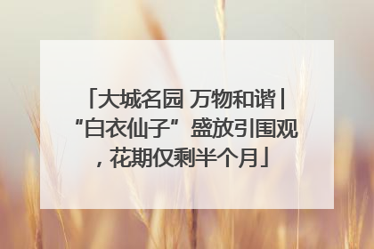 大城名园 万物和谐│“白衣仙子”盛放引围观，花期仅剩半个月