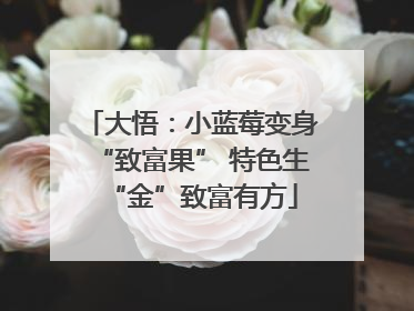 大悟：小蓝莓变身“致富果” 特色生“金”致富有方