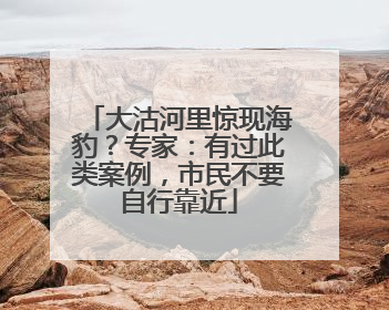 大沽河里惊现海豹？专家：有过此类案例，市民不要自行靠近