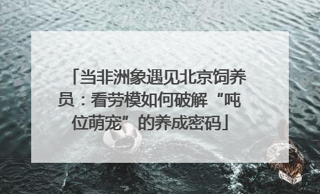 当非洲象遇见北京饲养员：看劳模如何破解“吨位萌宠”的养成密码