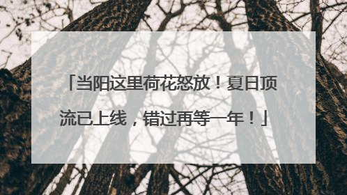 当阳这里荷花怒放！夏日顶流已上线，错过再等一年！