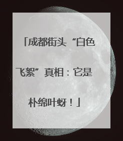成都街头“白色飞絮”真相：它是朴绵叶蚜！