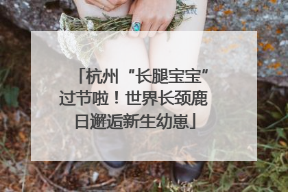 杭州“长腿宝宝”过节啦！世界长颈鹿日邂逅新生幼崽