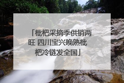 枇杷采摘季供销两旺 四川宝兴晚熟枇杷冷链发全国