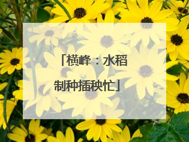 横峰：水稻制种插秧忙