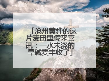 沧州黄骅的这片麦田里传来喜讯：一水未浇的旱碱麦丰收了