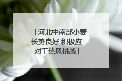 河北中南部小麦长势良好 积极应对干热风挑战