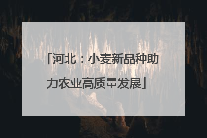 河北：小麦新品种助力农业高质量发展