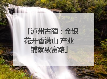 泸州古蔺：金银花开香满山 产业铺就致富路