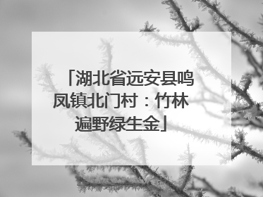 湖北省远安县鸣凤镇北门村：竹林遍野绿生金