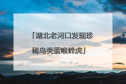 湖北老河口发现珍稀鸟类蓝喉蜂虎