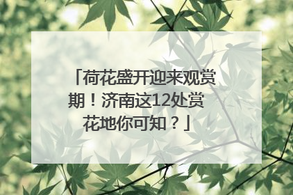 荷花盛开迎来观赏期！济南这12处赏花地你可知？