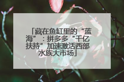 藏在鱼缸里的“蓝海”：拼多多“千亿扶持”加速激活西部水族大市场