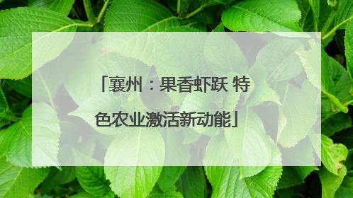 襄州：果香虾跃 特色农业激活新动能