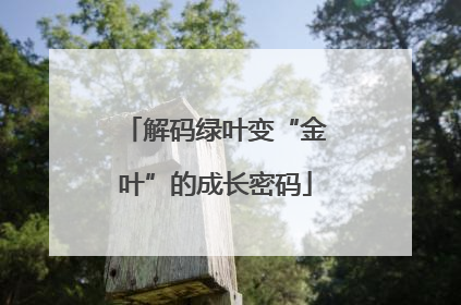 解码绿叶变“金叶”的成长密码