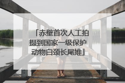赤壁首次人工拍摄到国家一级保护动物白颈长尾雉