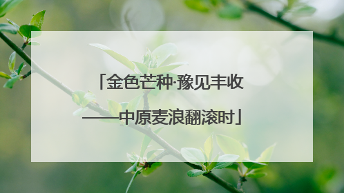 金色芒种·豫见丰收——中原麦浪翻滚时