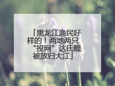 黑龙江渔民好样的！两地两只“投网”达氏鳇被放归大江