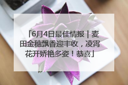6月4日最佳情报｜麦田金穗飘香迎丰收，凌霄花开娇艳多姿！恭喜